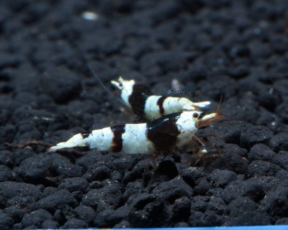 Live Freshwater Aquarium Shrimp - Caridina (Crystal Red Shrimp S-SSS Grade, 5 Pack)