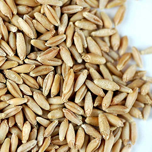 Handy Pantry Organic Triticale Seeds- 30 Lbs- Triticale Grain Seed | Sprouting Sprouts, Cooking, Grind Flour, Food Storage & More