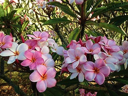HAWAIIAN PINK PLUMERIA PLANT CUTTING ~ GROW HAWAII