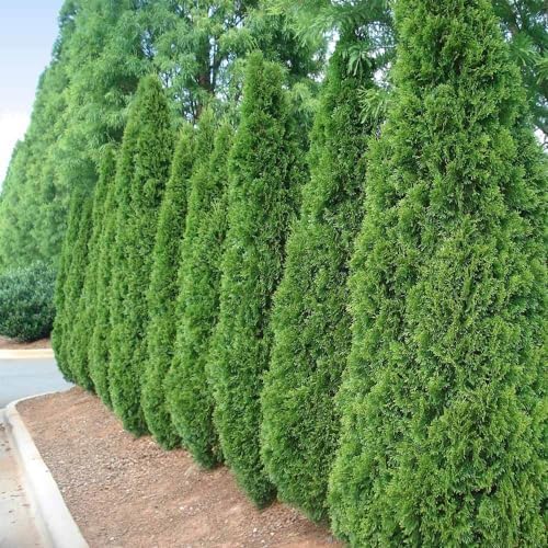 Brighter Blooms - Emerald Green Arborvitae, 2-3 ft. - No Shipping to AK, AZ, HI, OR