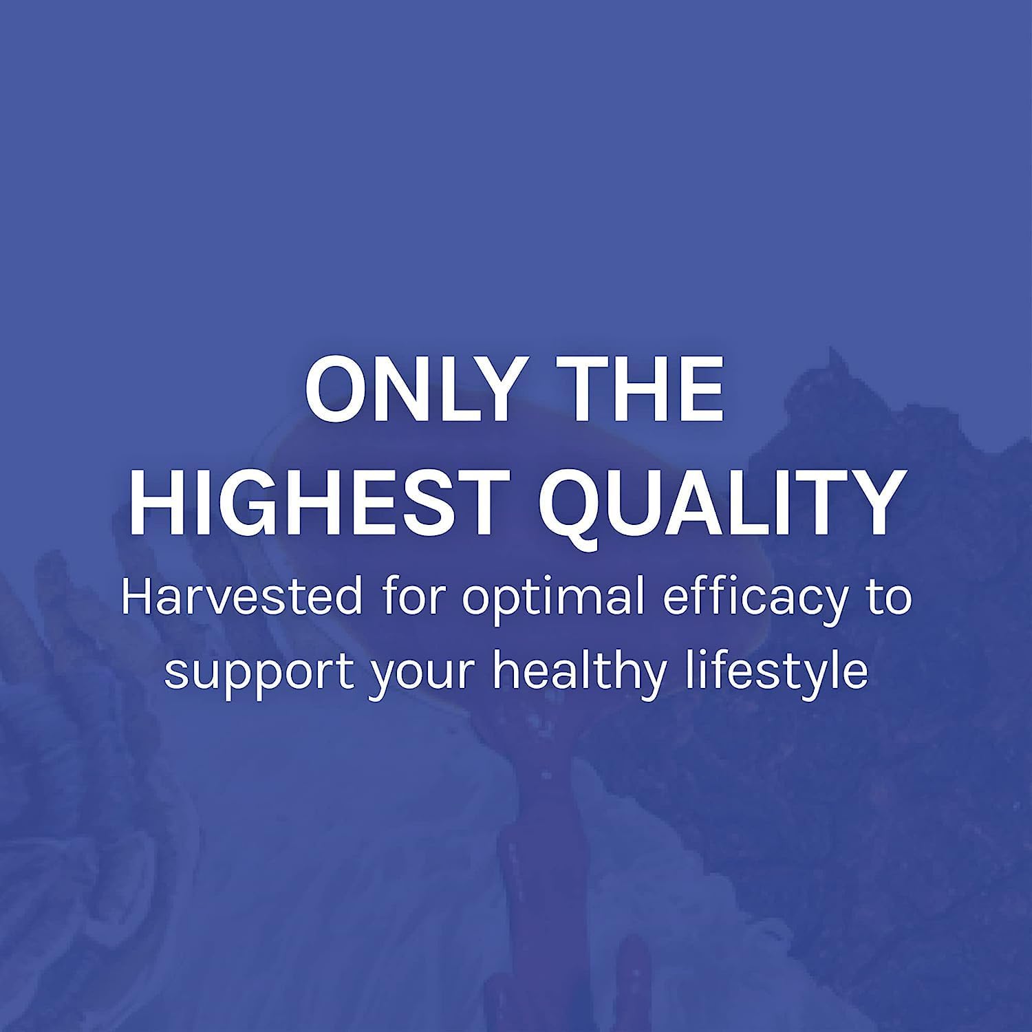 Host Defense Stamets 7 Extract - 7 Species Blend - Mushroom Supplement for Immune Support with Royal Sun Blazei, Cordyceps, Reishi, Maitake, Lion's Mane, Chaga & Mesima - 2 fl oz (60 Servings)*
