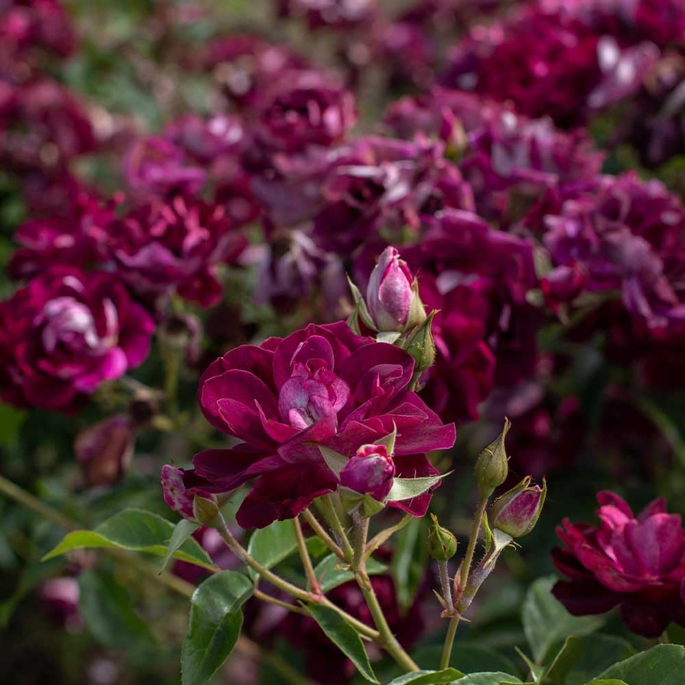 Heirloom Shrub Roses, Live Own Root Plant, Burgundy Iceberg™