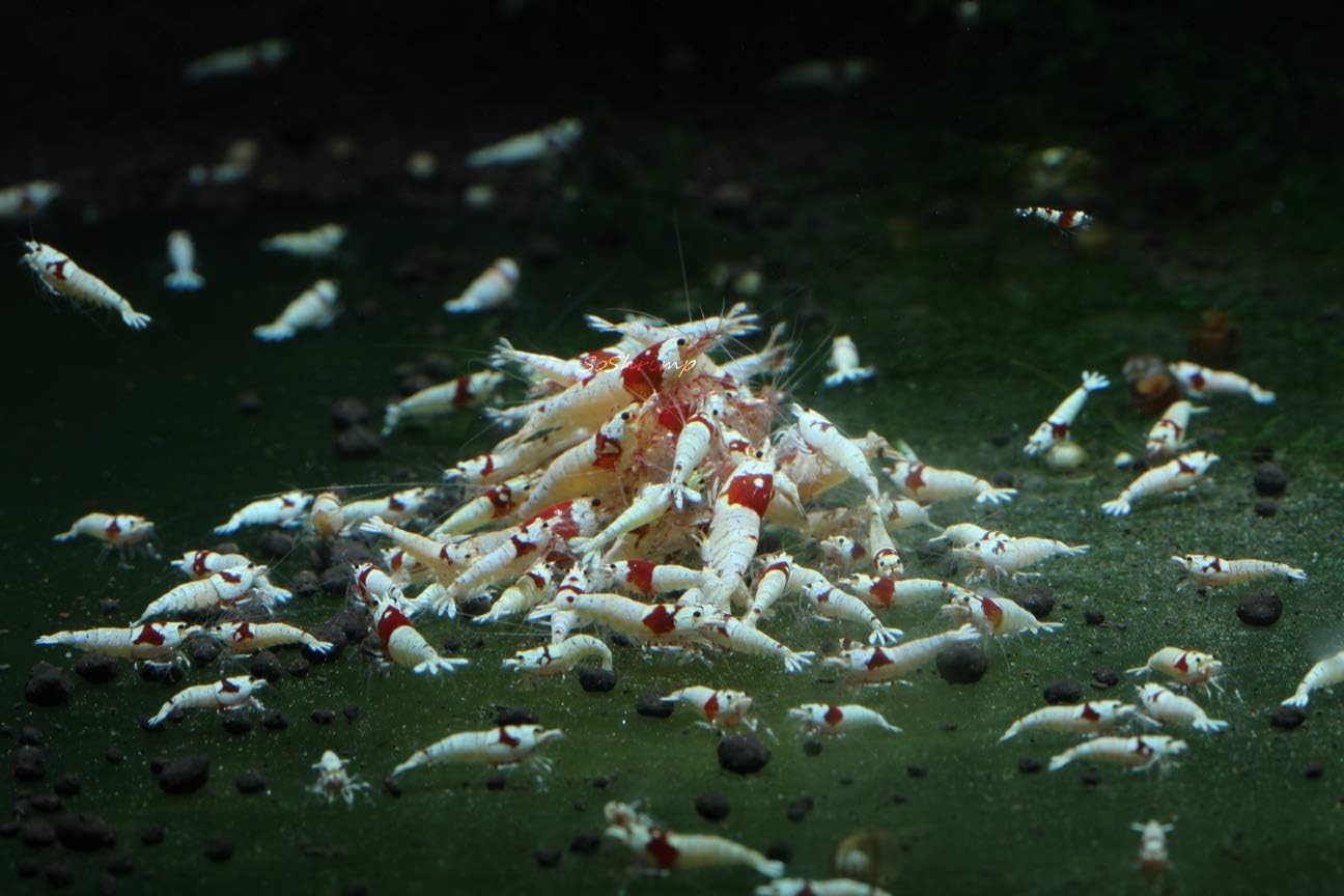 Live Freshwater Aquarium Shrimp - Caridina (Crystal Red Shrimp S-SSS Grade, 5 Pack)