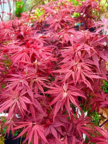 Pixie Dwarf Japanese Maple 2 - Year Live Tree