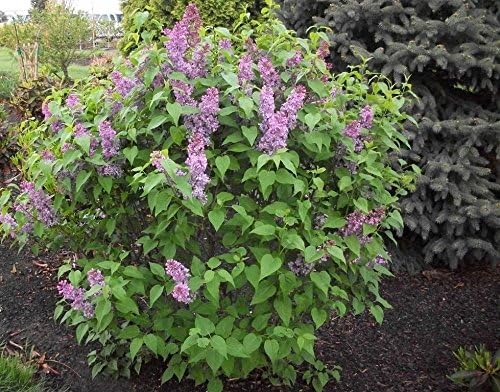 Tiny Dancer Dwarf Lilac - Compact Growth to only 5 Feet - Very Fragrant and Floriferous - 2 Year Live Plant