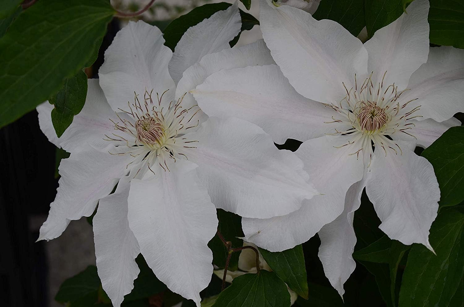 Raymond Evison Clematis - Clematis Giselle (Clematis) Perennial, pink flowers, 8`` - Size Container