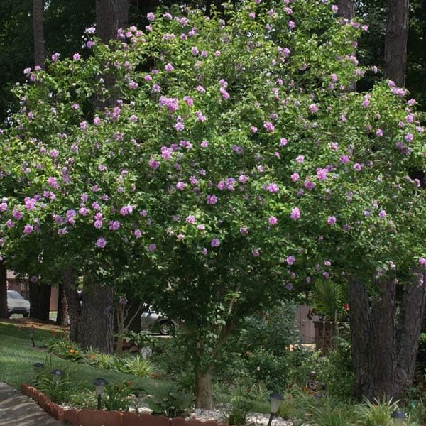 Brighter Blooms - Lavender Rose of Sharon Althea Tree, 4-5 ft. - No Shipping to AK, AZ, CA, HI, OR