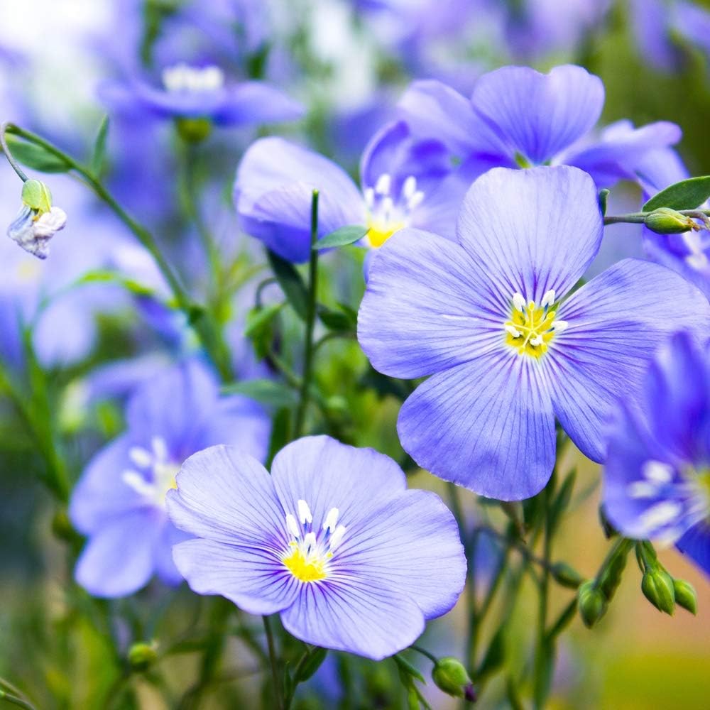 Outsidepride Blue Flax Seeds - 5000 Pcs Perennial Flower Seeds for Planting, Self-Seeding, Drought-Tolerant w/Compact Growth, Ideal for Small Gardens, Meadows, Borders, or Mass Plantings