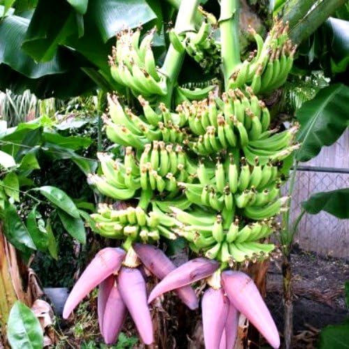 Banana Plants Double (Mahoi) Includes Four (4) Plants