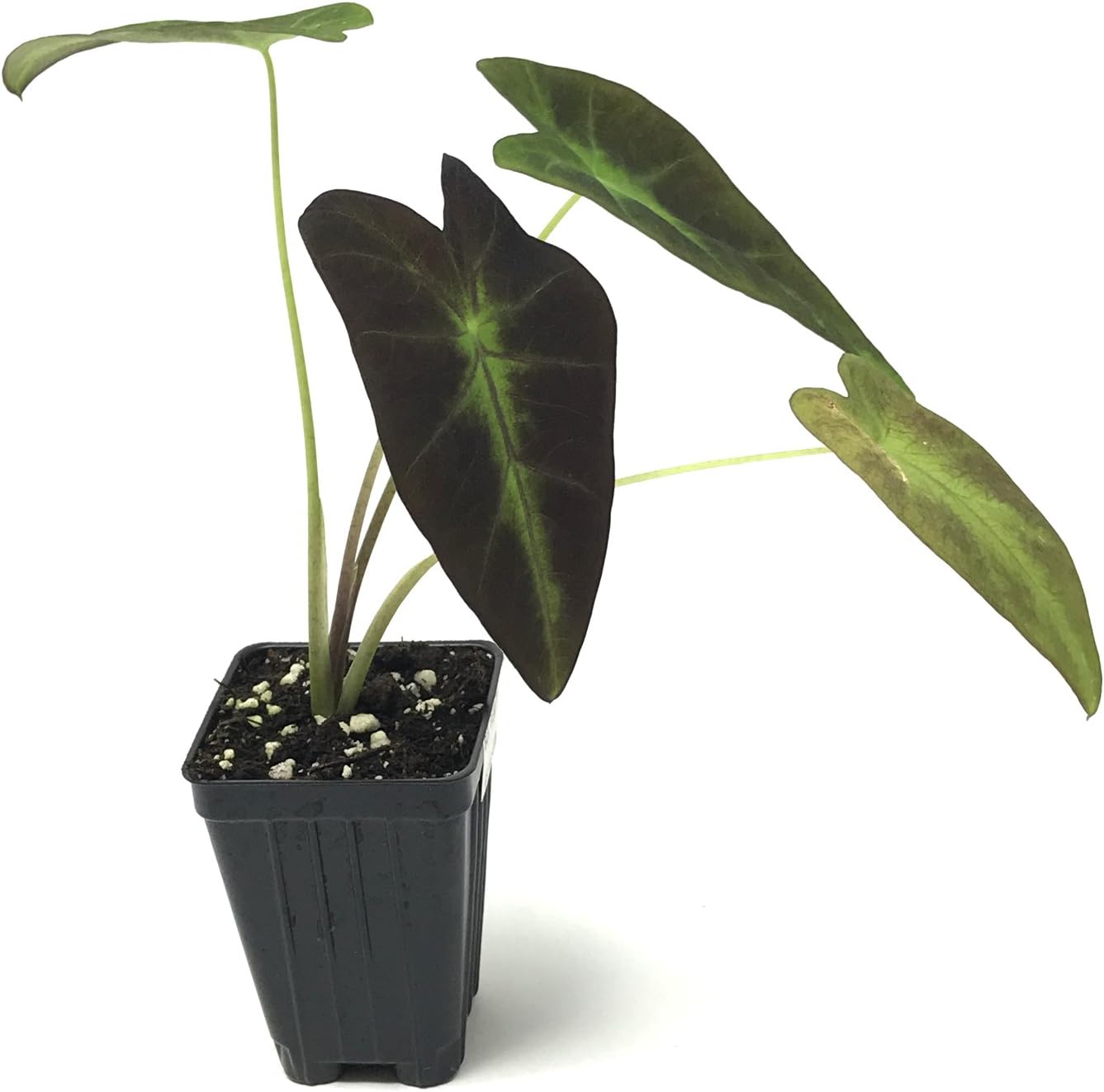 Thailand Giant Elephant Ear Live Plant - Colocasia gigantea by Wellspring Gardens - Elephant Ear Plant, Colocasia Gigantea, Elephant Ear Plant Live, Exotic Elephant Plant, Tropical Garden Design Ideas