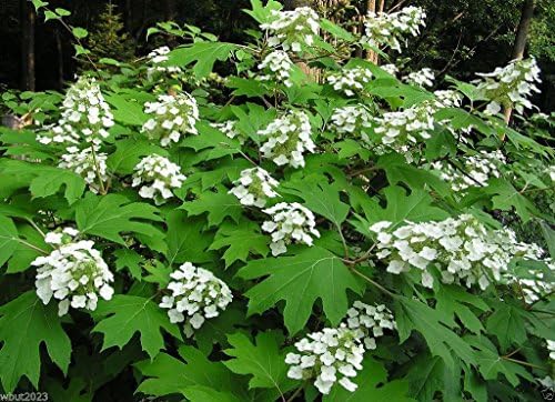 Oakleaf Hydrangea Seed - Hydrangea Quercifolia, 1000 Seeds | Showy Fall Color, Hardy to Zone 5, Native Plant from United States, Outdoor Usage