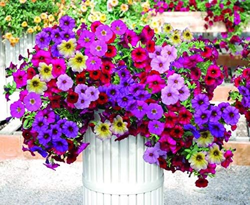 25 Heirloom Flower Seed Packets for Planting: 20+ Varieties Flower Seeds - Forget Me Not, Sunflower, Marigold, Zinnia Lilliput, Snapdragon