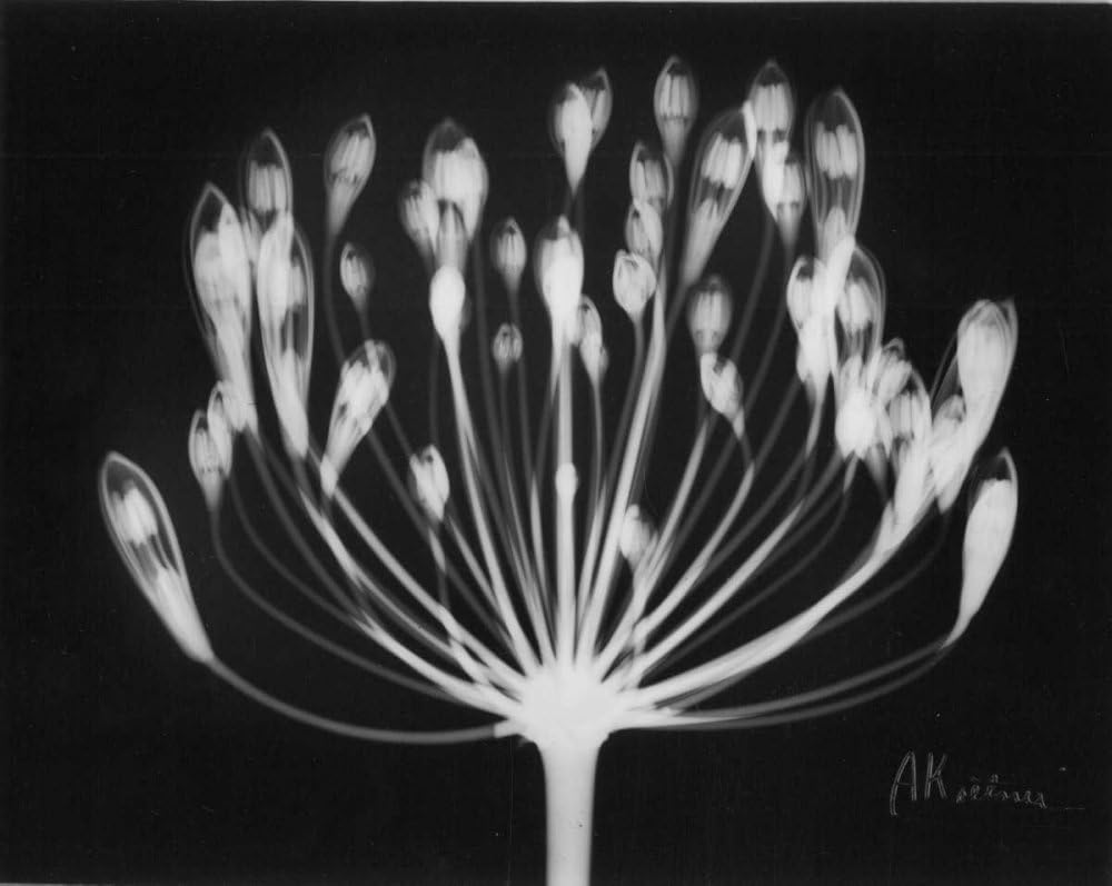 Posterazzi PDXAKRC059SMALL Lily of The Nile Photo Print, 24 x 18, Multi