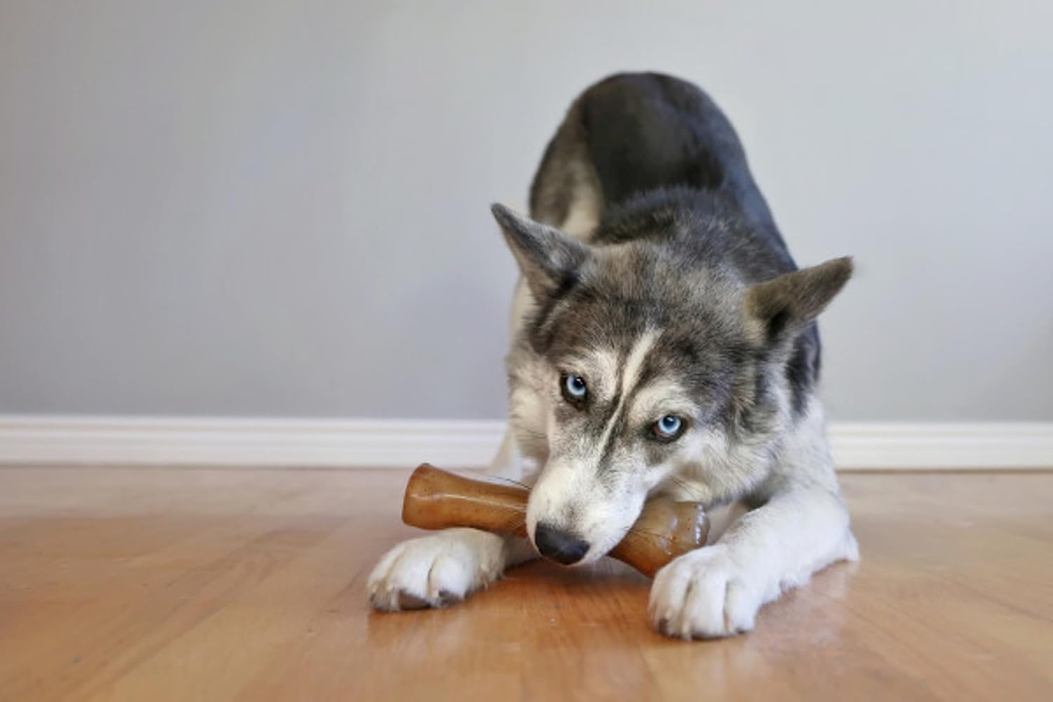 Nylabone Puppy Chew Teething Ring Bone Dog Toy, Chicken Flavor, X-Small | Soothing teething toys for puppies, puppy enrichment, & teething relief, freezable for added comfort, dogs up to 15 lbs