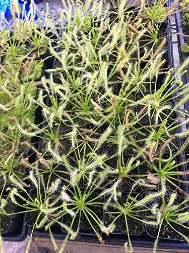 Live Tropical Carnivorous Plant Drosera capensis Pink Flower (x1) - Potted