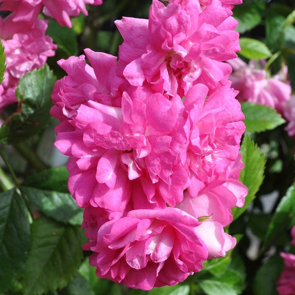 Heirloom Rambling Roses, Live Own Root Plant, Super Dorothy®