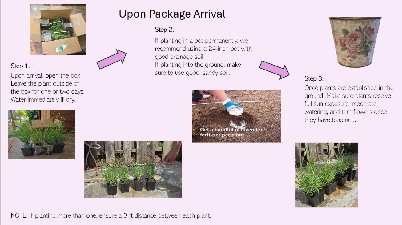 L+ Hidcote Blue Lavender — 4 Live Plants in 4" Pots — Deep Purple-Blue Flowers — Fragrant, Bee-Friendly, Drought & Deer Resistant Perennial — Zones 5–9, Cut Flower & Sachet