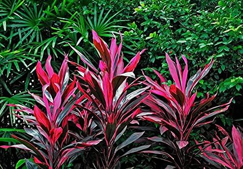 HAWAIIAN RED TI LEAF PLANT 2 LOGS ~ GROW HAWAII