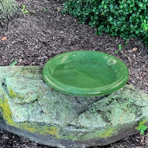 Tierra Birds and Beyond Gloss Bird Bowl with Gloss Rim – Kale Green
