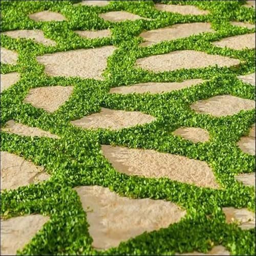Dichondra Repens Grass Seeds - 1 Pound