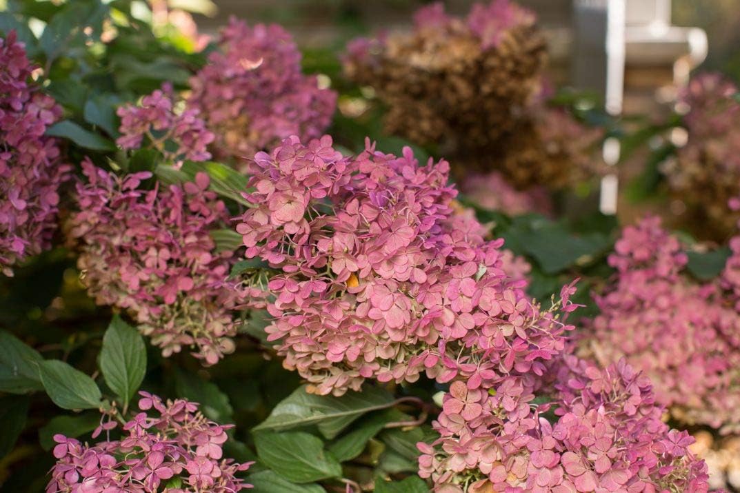 First Editions - Hydrangea pan. Vanilla Strawberry (Panicle Hydrangea) Shrub, #2 - Size Container
