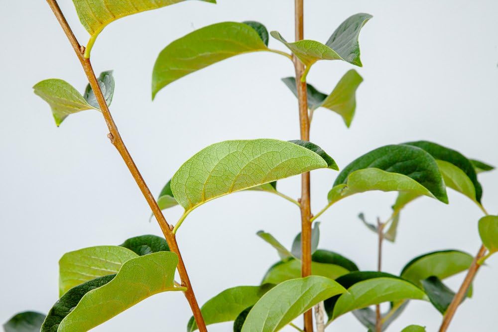 Perfect Plants Fuyu Asian Persimmon Tree Live Plant, Produces Fruit, 3-4 ft, Self-Pollinating