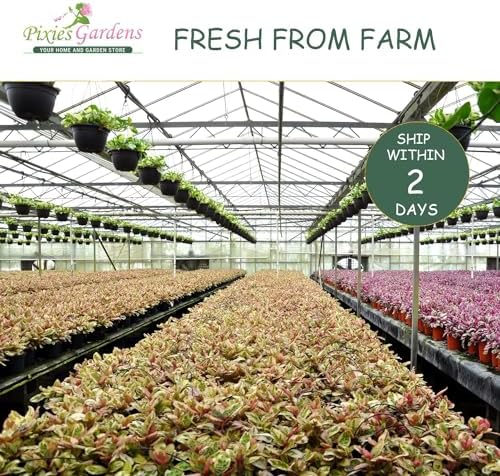 (3 Gallon) NANDINA Firepower - Dwarf Evergreen That Has an Upright Crown Appearance. Very Colorful Lime Green Foliage Tinged with Orange and Red in
