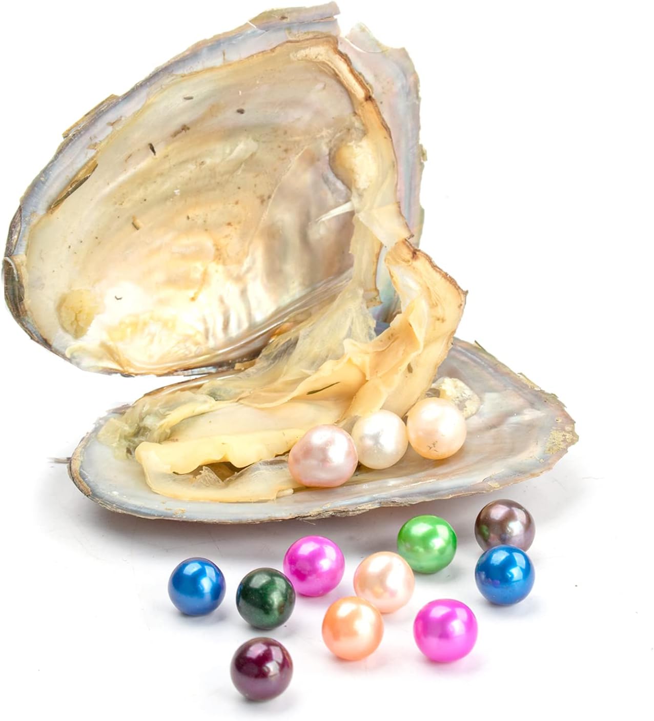 50 PC Freshwater Oyster with Pearls Inside Round Pearls Oysters Bulk 7-8mm Love Wish Pearl Party Kids Activity Birthday Gift | Includes 50
