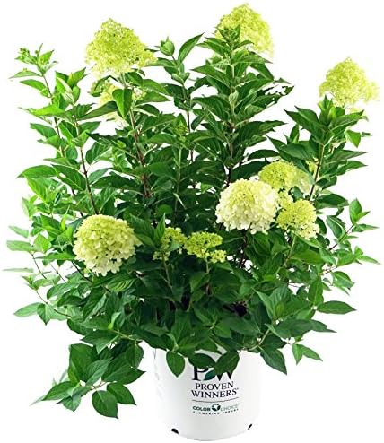 First Editions - Hydrangea pan. Vanilla Strawberry (Panicle Hydrangea) Shrub, white/pink/red flowers, #3 - Size Container