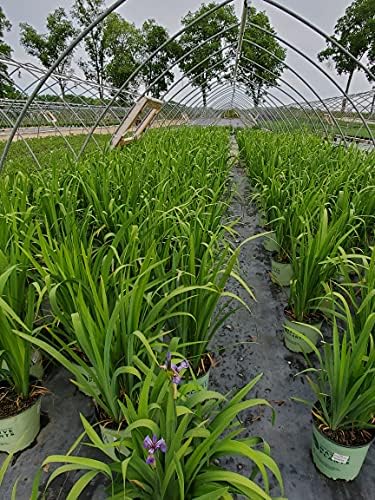 Iris versicolor (Northern Blue Flag Iris) Perennial, blue flowers, 1 - Size Container