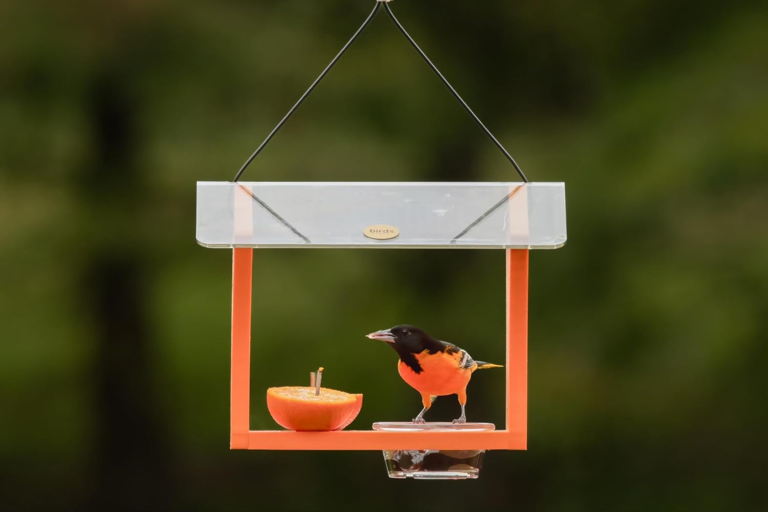 Birds Choice Oriole Bird Feeder | Hanging Bird Feeder for Jelly & Orange Halves | Includes Cup & Fruit Pegs | Recycled Plastic | Sturdy for Garden, Backyard, & Outdoor | 2 Cup Capacity, Orange | Includes Jelly Cup and Fruit Pegs, Recycled Plastic in Oran…