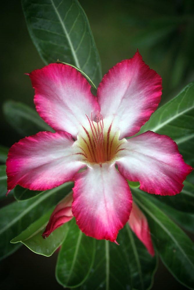 Arabic Desert Rose - Adenium arabicum - Pink Flowers - 2" Pot