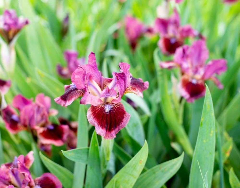 Breck's Bulbs and Perennials Cat's Eye Dwarf Bearded Iris, Live Bareroot Plant, Rose-red Flowers (1-Pack)