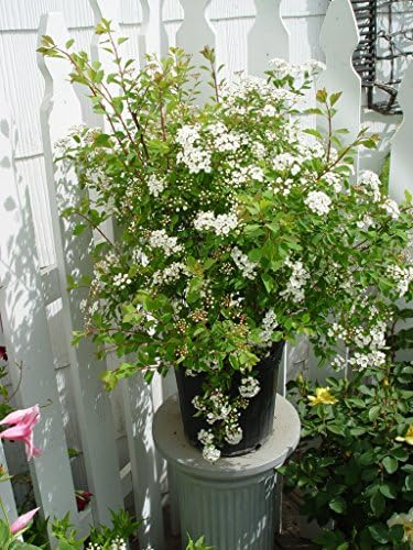 Proven Winners - Spiraea jap. Double Play Gold (Spirea) Shrub, , #3 - Size Container