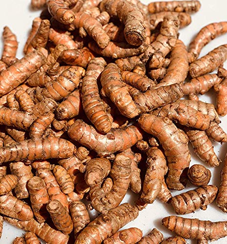 Kejora Fresh Whole Raw Yellow Turmeric, Naturally Grown from Fiji Island (8)