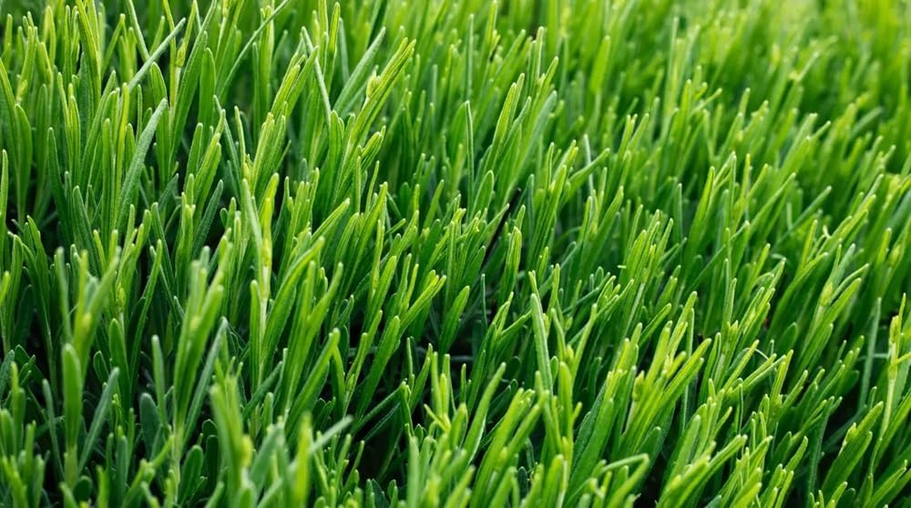 Creeping BentGrass Seeds, 1 Pound