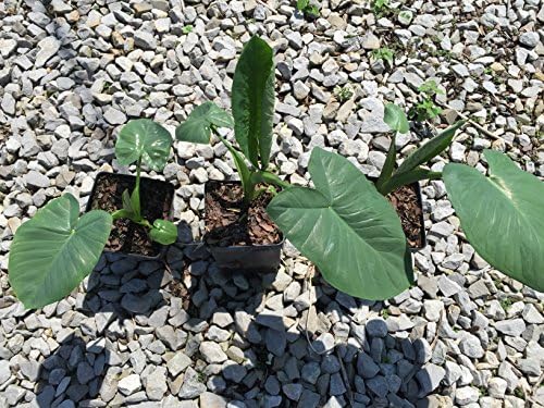 Jack's Giant's Elephant Ears in 4 inch Containers (3 Pots of Plants) Heat and Cold Sensitive. Do not Order in Extreme Weather