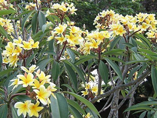 Plumeria Tree Frangipani Plant Cutting 1 Pk Discount Hawaiian Gifts