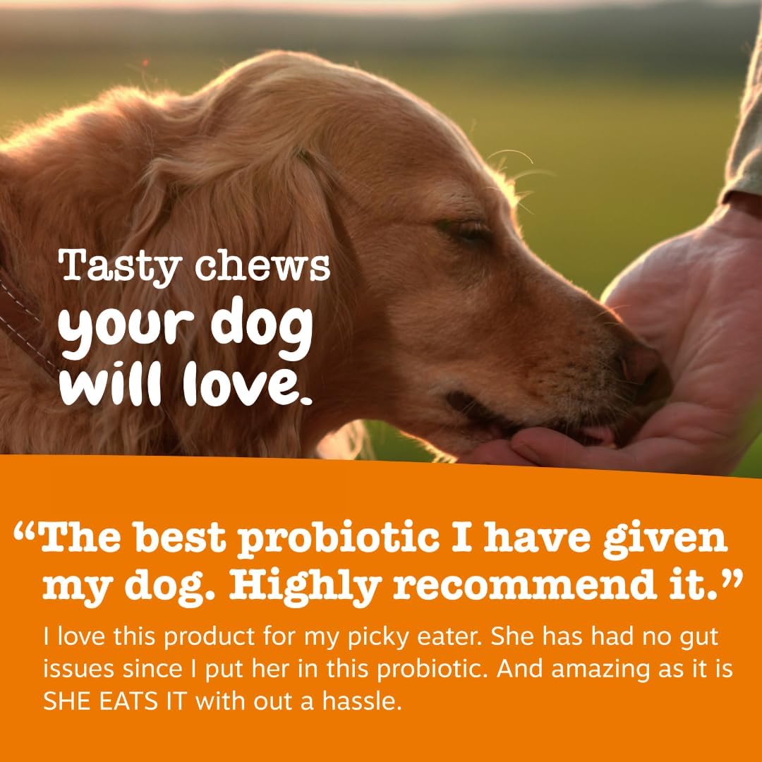 Zesty Paws Probiotics for Dogs - Digestive Enzymes for Gut Flora, Digestive Health, Diarrhea & Bowel Support - Clinically Studied DE111 - Dog Supplement Soft Chew for Pet Immune System - Pumpkin, 90ct