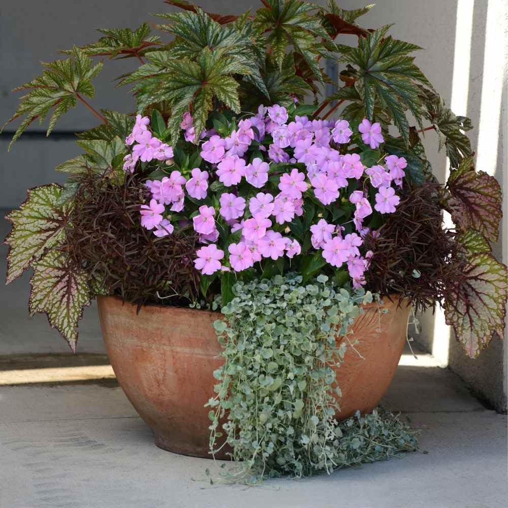 Outsidepride Perennial Dichondra Repens Seeds - 2 lbs Dense Green, Low-Maintenance Ground Cover Seeds for Planting, Ideal Lawn Alternative in Sun or Shady Areas & Erosion Control in USDA Zones 8-11