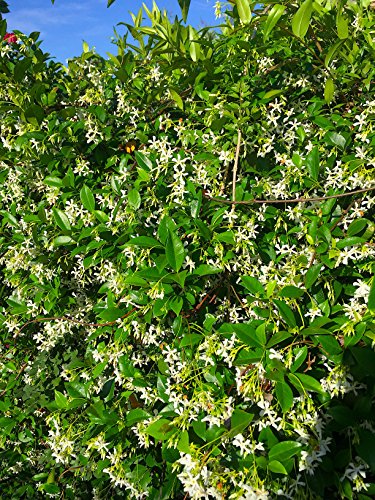 Nelson Plant Food for All Acid Loving Plants In Ground Container Patio Food Huge Blooms Azalea Jasmines Roses Camellias Gardenias NutriStar 9-13-11 (4 lb.)