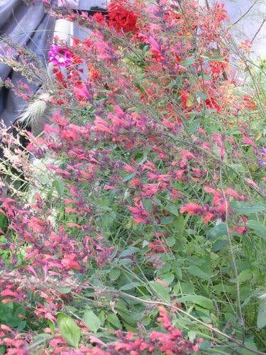 30 RED AGASTACHE 'Heather Queen' Hummingbrid Mint Hyssop Flower Herb Seeds