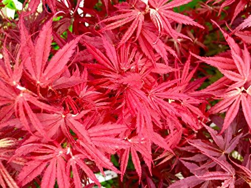 Pixie Dwarf Japanese Maple 2 - Year Live Tree