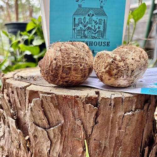 Live Bulbs Colocasia Elephant Ear Huge Leaf Esculenta Elephant Ear Taro Gabi Kalo Eddo Bulbs Ready to Grow Tropical Garden Plant (5 Bulps) by