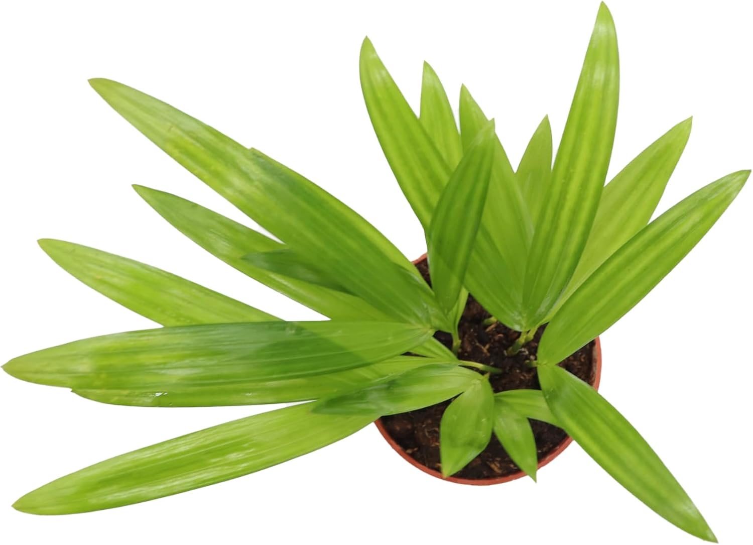 Areca Palm in 4 inch grower's Pot Sold by California Tropicals