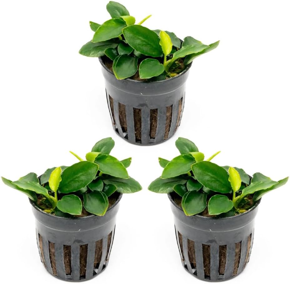 Anubias Nana Live Aquarium Plants - Potted Freshwater Plant for Fish Tanks, Terrariums - Beginner Friendly Low Light (1 Pot)