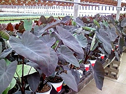 4 Black Magic Elephant Ears - 4 inch Containers (4 Pots of Plants) Do not Order in Extreme temperatures, hot or Cold