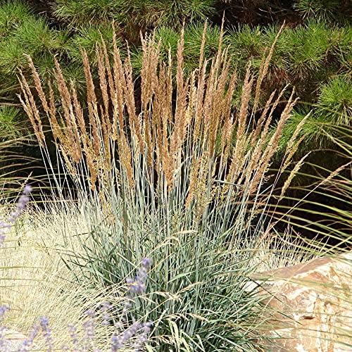 Outsidepride Indian Native Grass Seed - 1 lb. Perennial, Low Maintenance, Drought-Tolerant Prairie Grass Seed for Wildlife Habitat, Livestock Forage, Ornamental Landscaping & Erosion Control