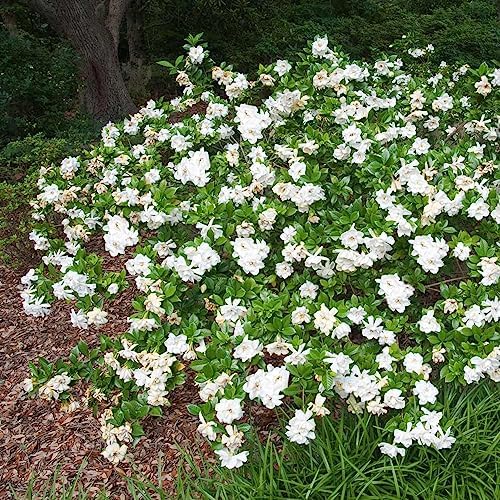 Brighter Blooms - Frost Proof Gardenia Shrub, 1 Gallon - No Shipping to AK, AZ, HI