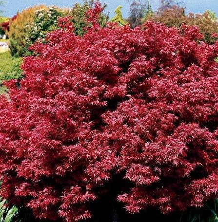 Shaina Japanese Maple 2 - Year Live Plant